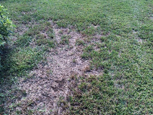 Chinch Bugs