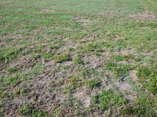 Mole Crickets
