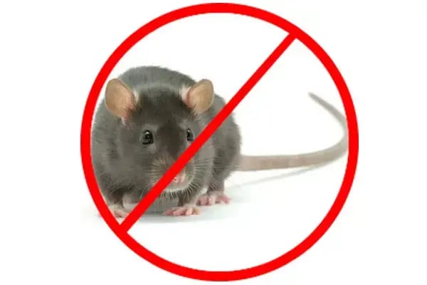 Rodents