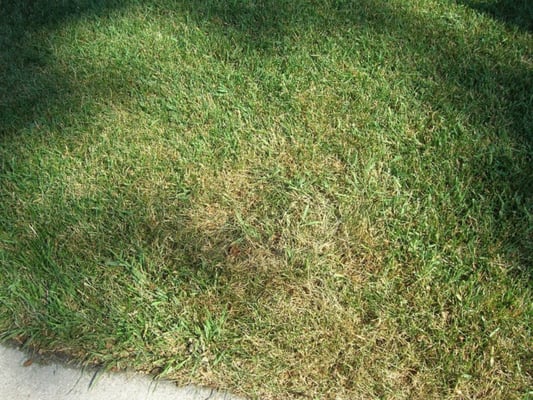 Sod Web Worms